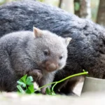 NERFEO A INFLUENCER TRAS SPAWNKILL DE WOMBAT